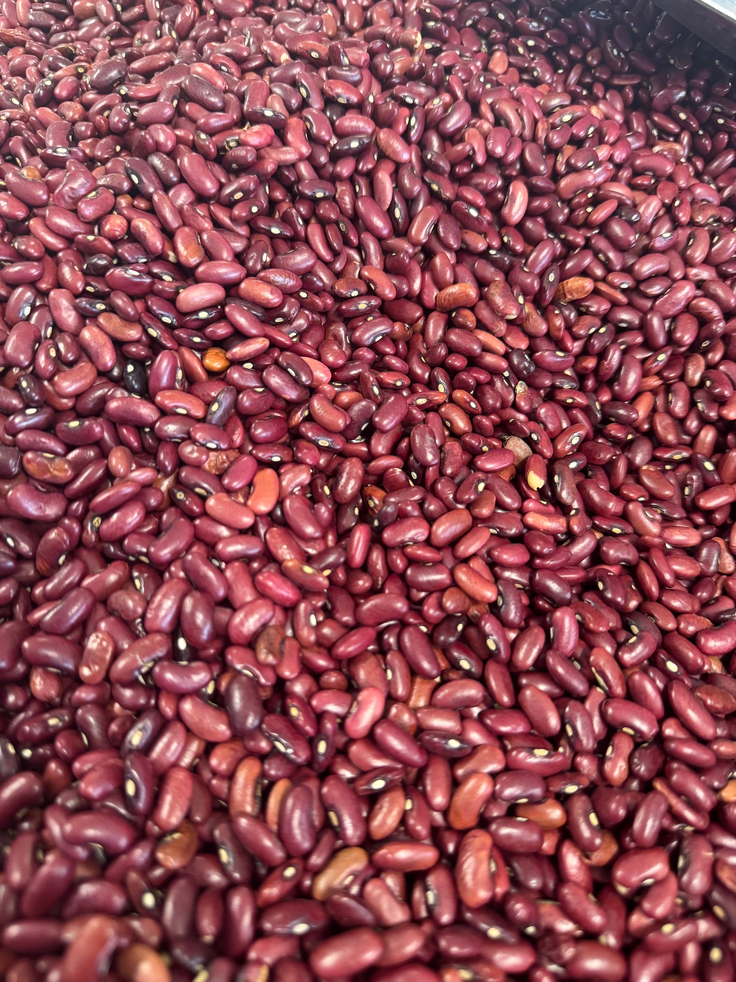 Frijol Rojo Seda